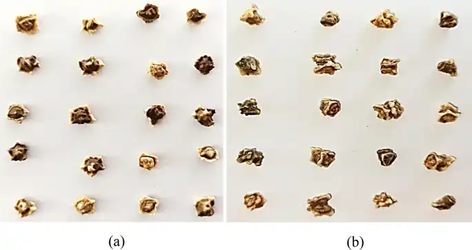 The sugar beet seeds are shown in two forms: (a) monogerm and (b) multigerm. Source: Beyaz and Saripinar, 2024