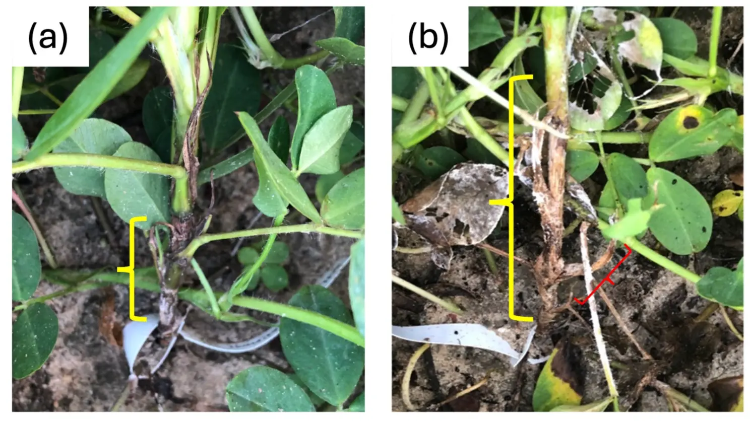 The disease developed on (a) resistant control Georgia-12Y with lesions mainly developed on the main stem (yellow bracket) and (b) susceptible control Georgia-09B with longer lesions on the mainstem (yellow bracket) and lesions on the lateral branch (red bracket). The evaluation was undertaken during midseason. Source: Tsai et al., 2024