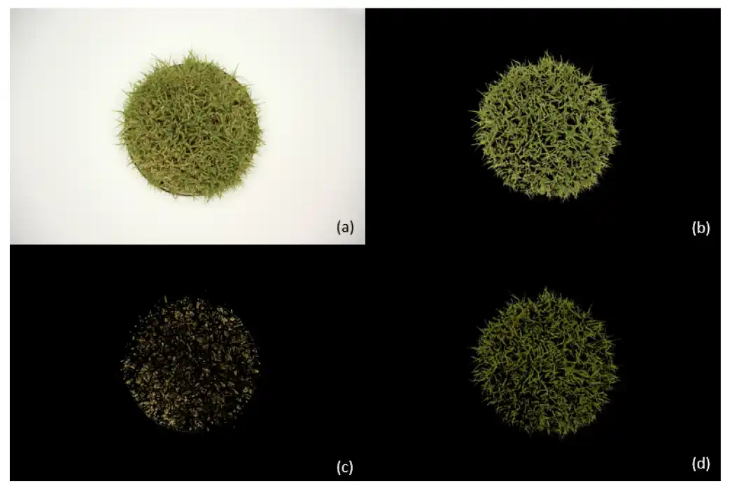 An example lysimeter uncorrected image and three masked views. Source: Conley et al., 2024