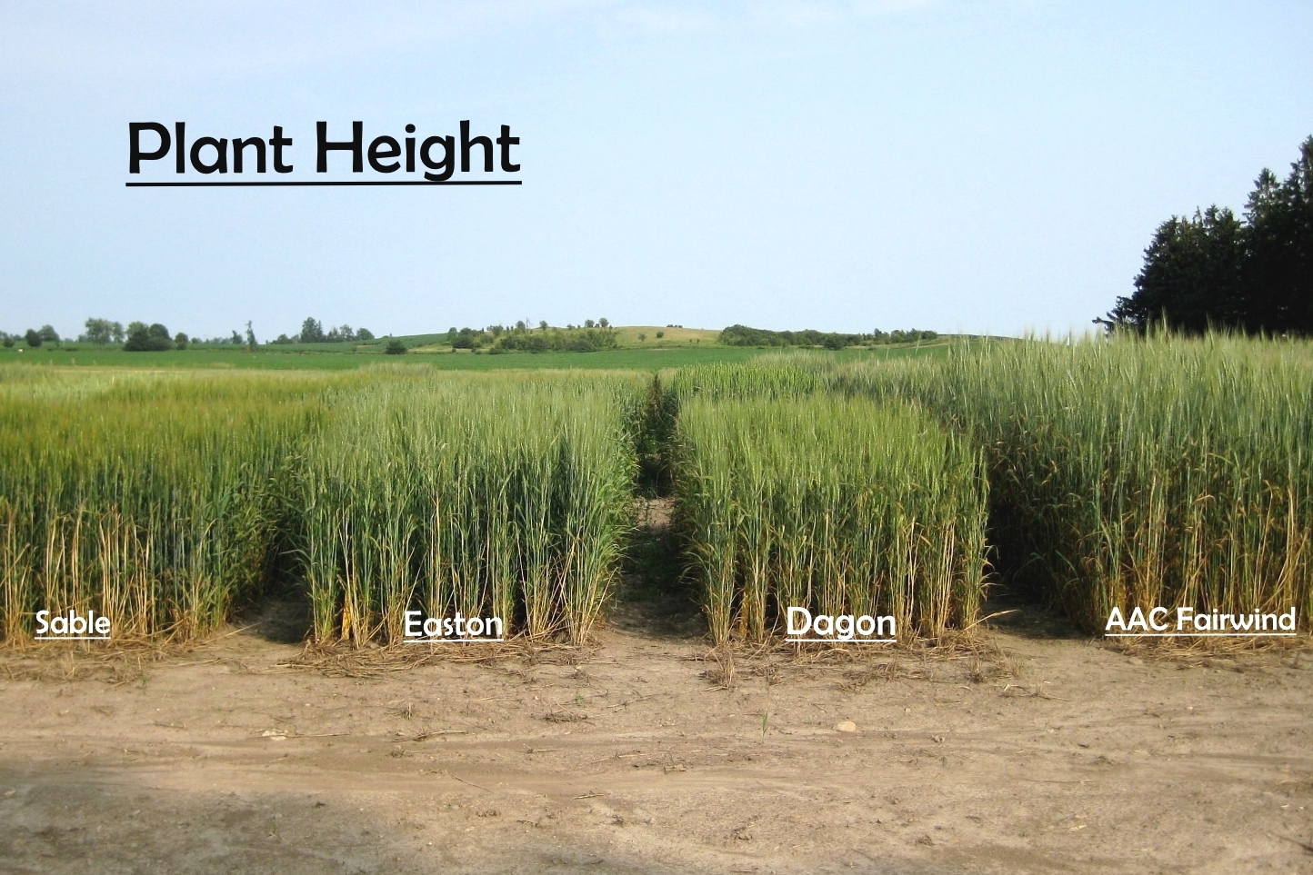 Examples of different plant height in wheat crops. Wheat: ‘Dagon’ (centre right) with reference varieties ‘Easton’ (centre left), ‘Sable’ (left) and ‘AAC Fairwind’ (right). Source: Canadian Food Inspection Agency